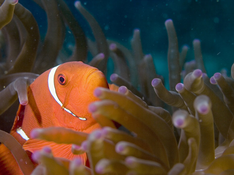 Clown Fish, Sibuan West